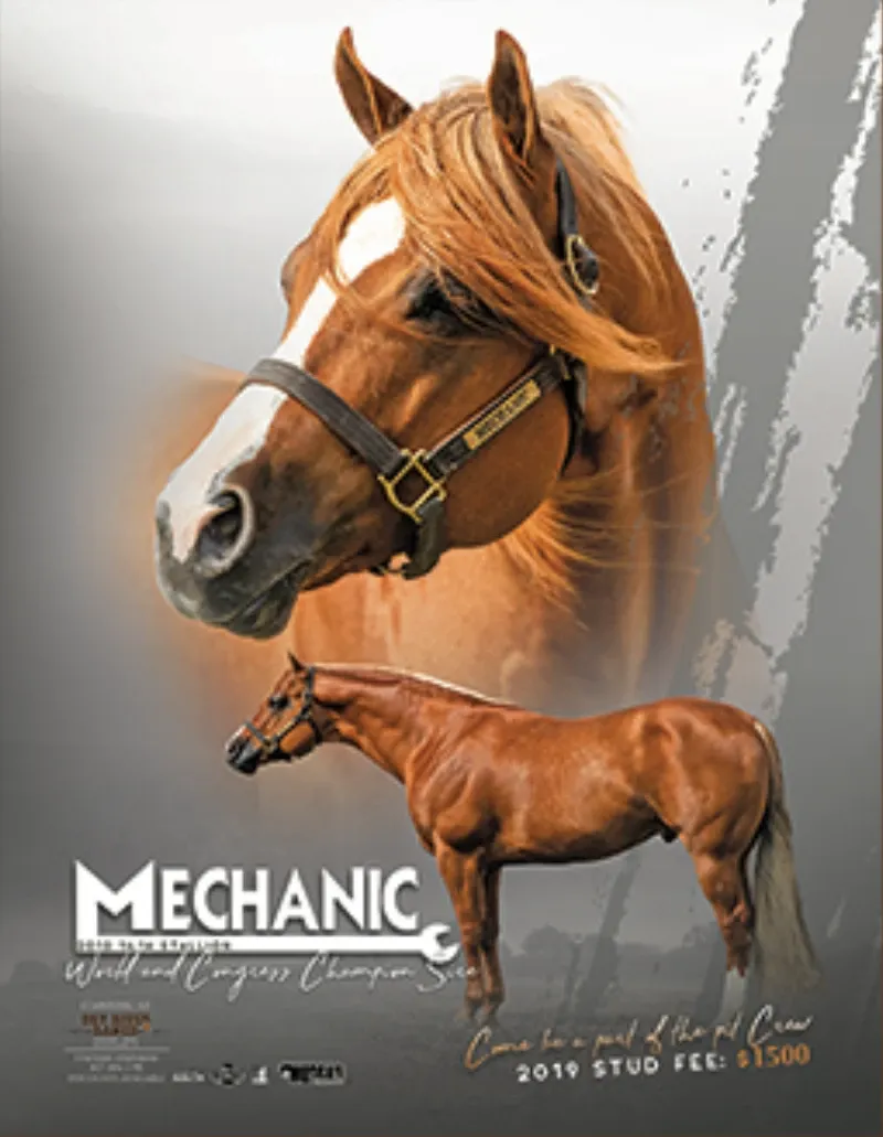 Mechanic Stallion at Dry River Ranch Texas