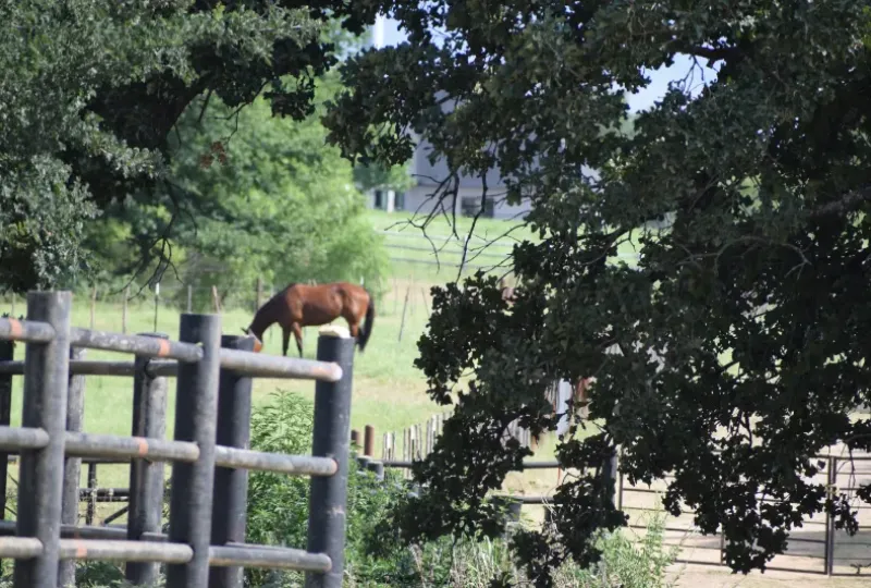 A Horse at the Dry River Ranch in Weatherford, TX.