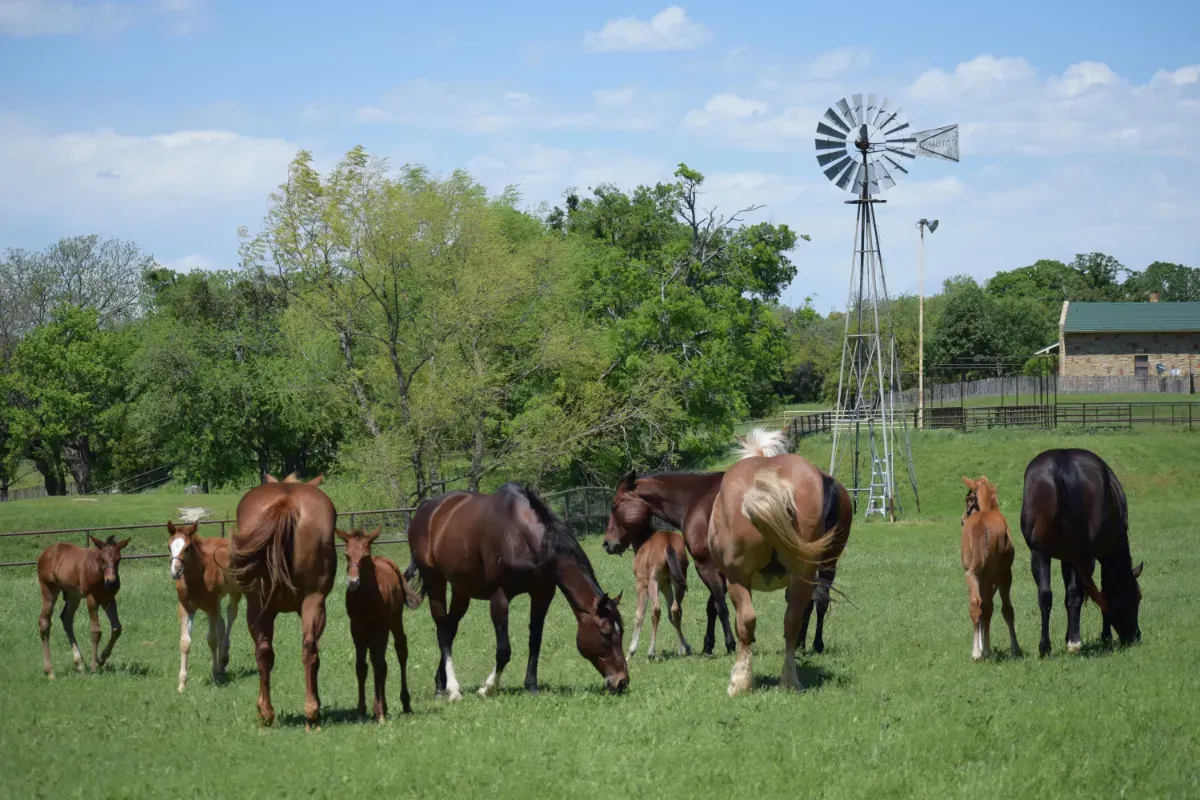 Horses gathering while enjoying a breeze at Dry River Ranch