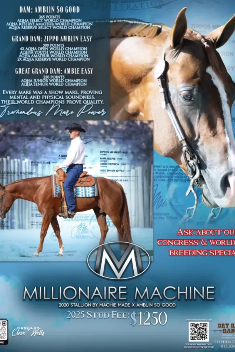 Stallion - Millionaire Machine